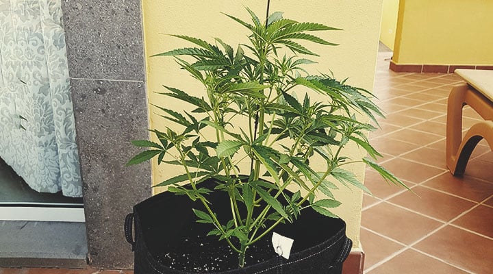 Weed Season Grow Calendar Weed Season Grow Calendar
