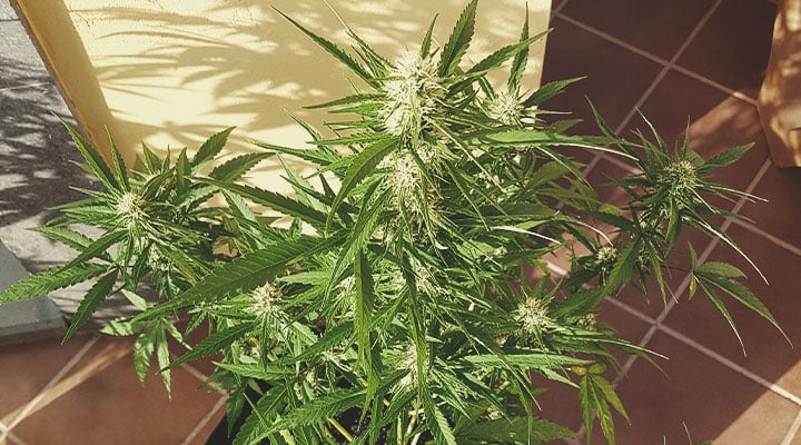Weed Season Grow Calendar Weed Season Grow Calendar