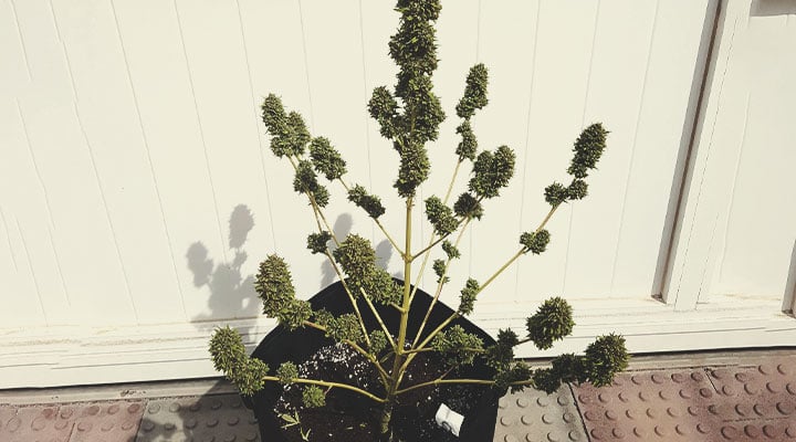 Weed Season Grow Calendar Weed Season Grow Calendar