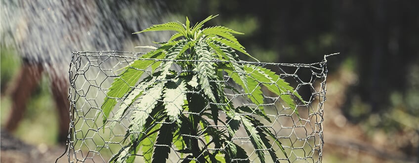 Outdoor Growing Outdoor Growing