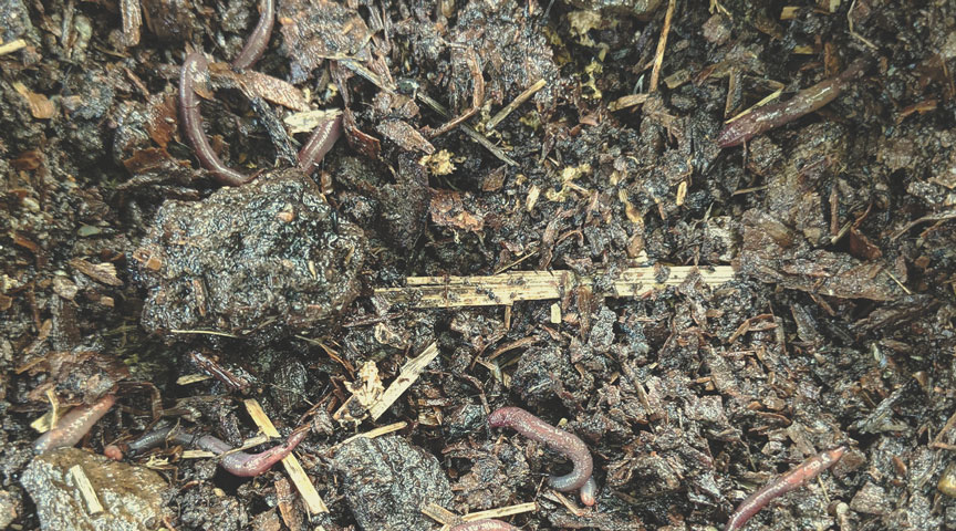 Diverse Soil Biology