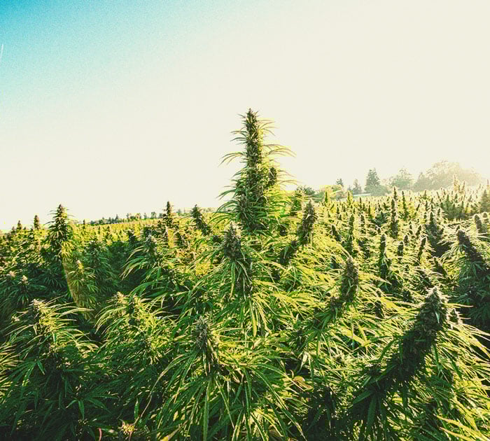 Hot Tips For Growing Weed In Cold Weather Hot Tips For Growing Weed In Cold Weather