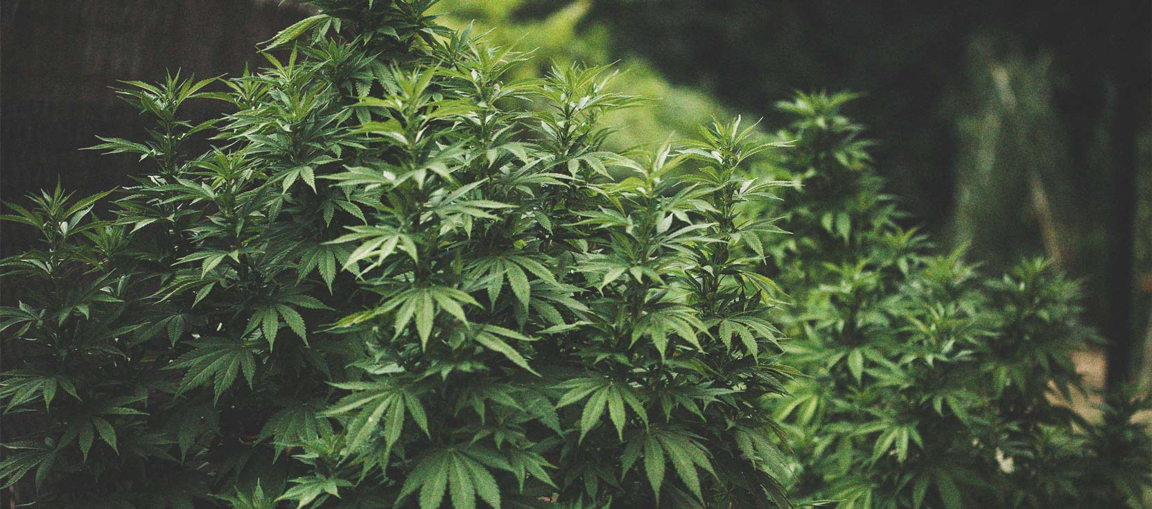 How To Grow Cannabis With Dense Buds 