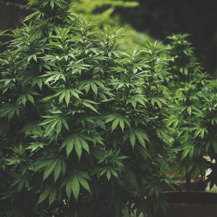 How To Grow Cannabis With Dense Buds 