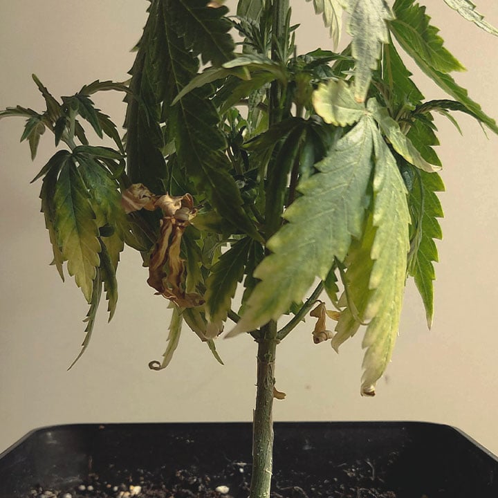 Overwatering Overwatering