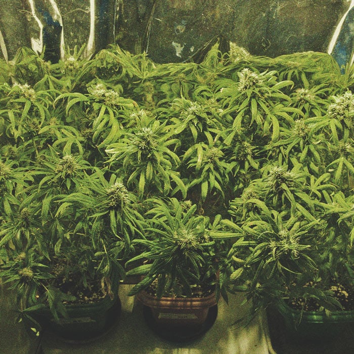 How To Grow Cannabis With Dense Buds 