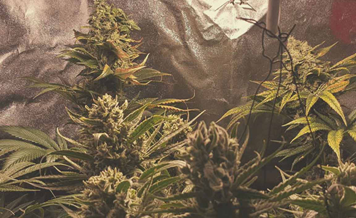 Top 10 Exotic Weed Strains RQS Blog
