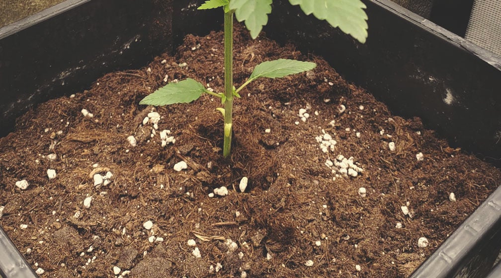 How Does Perlite Benefit Cannabis Plants?