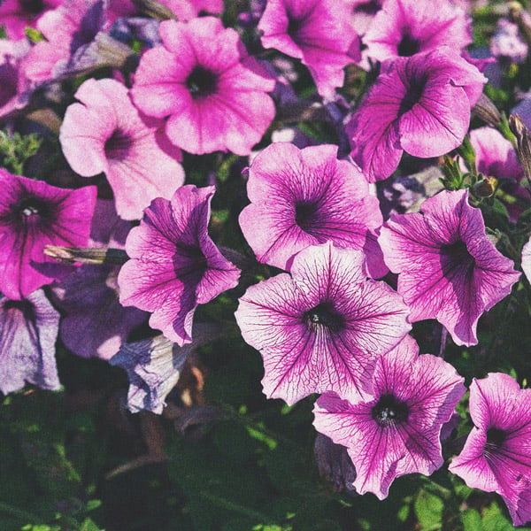 How To Grow Great Weed On A Balcony Or Terrace