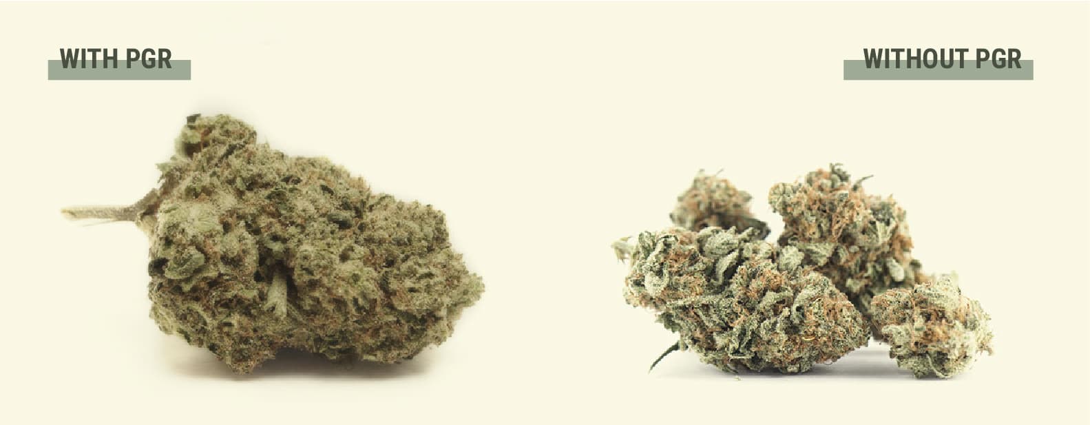 Why Do Growers Use PGRs on Cannabis? Why Do Growers Use PGRs on Cannabis?