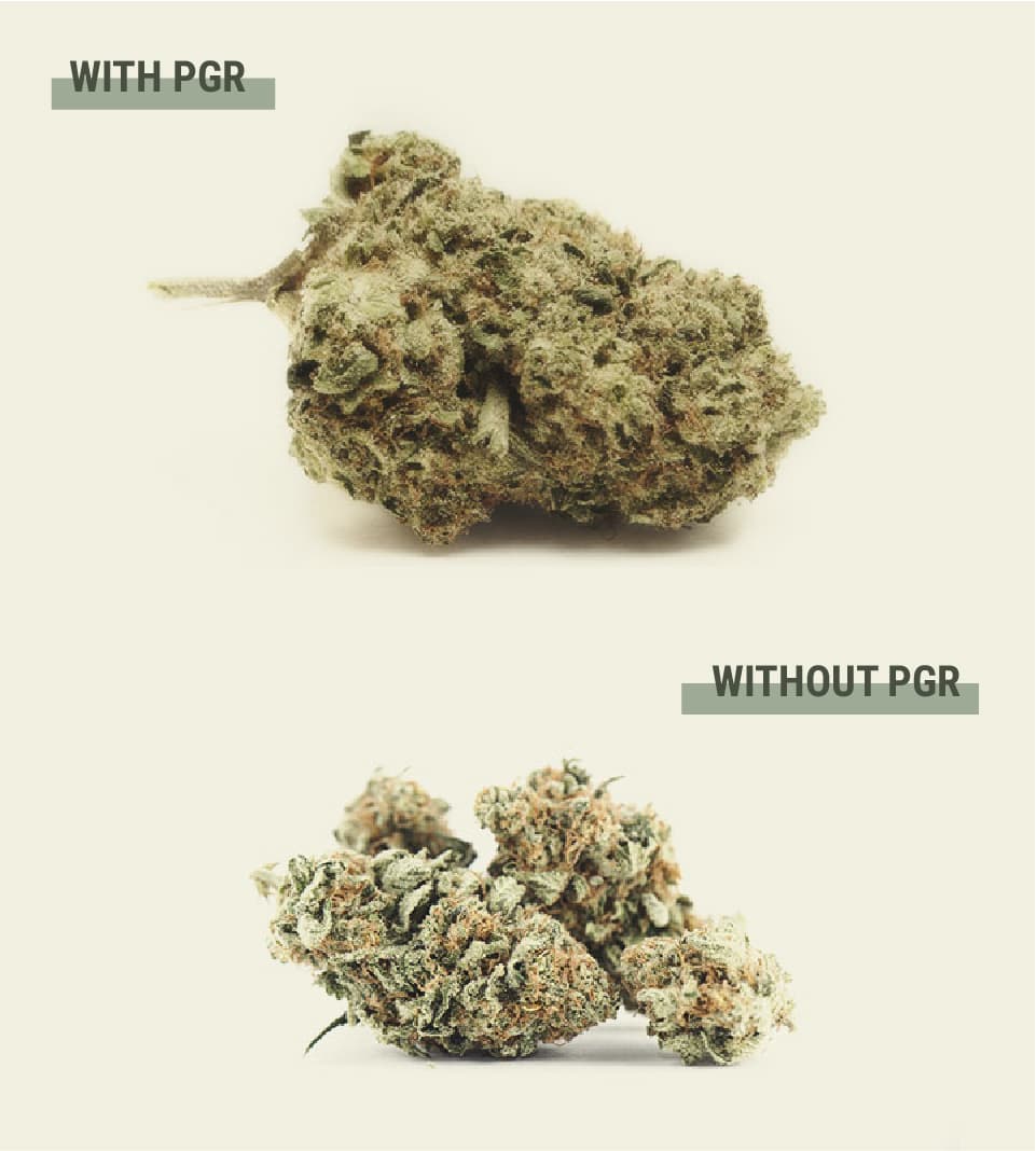 Why Do Growers Use PGRs on Cannabis? Why Do Growers Use PGRs on Cannabis?