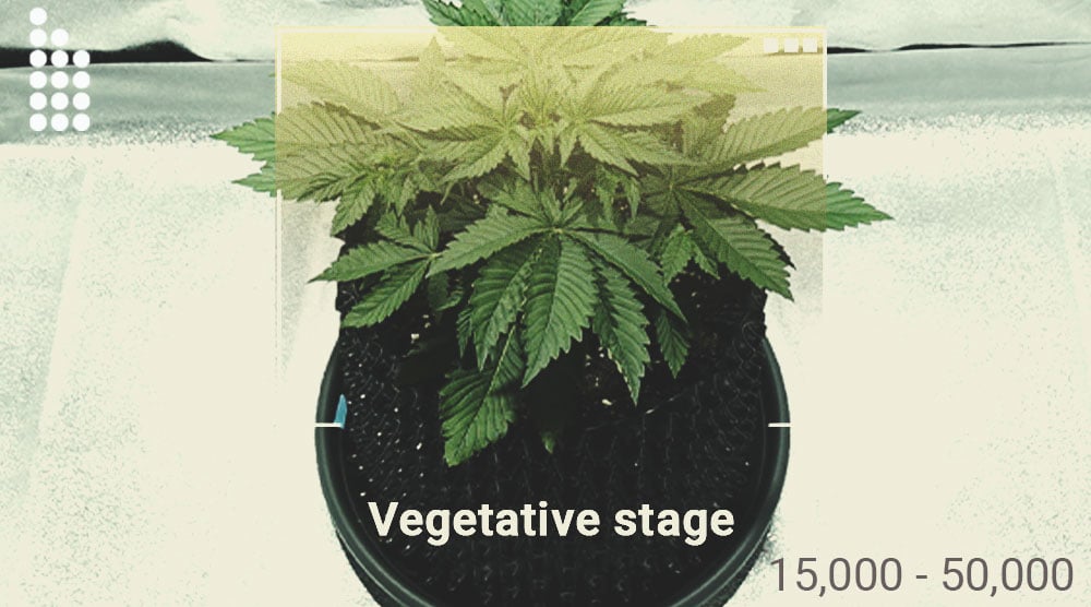How Much Light Do Your Cannabis Plants Require?