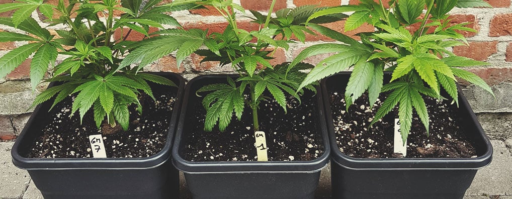 Not All Hybrids Are Created Equal Not All Hybrids Are Created Equal