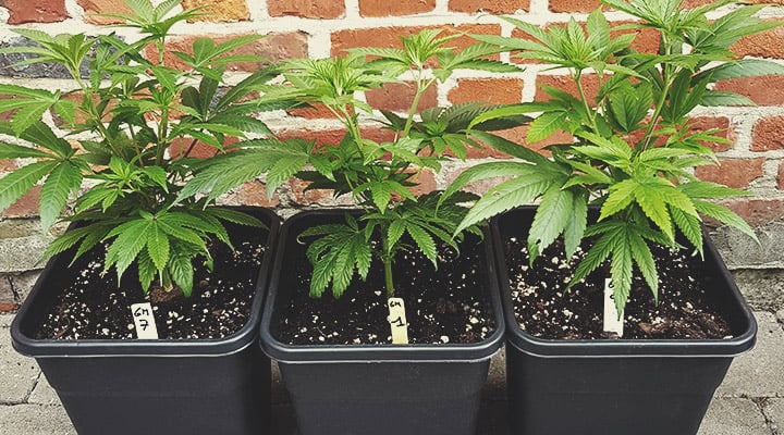 Not All Hybrids Are Created Equal Not All Hybrids Are Created Equal