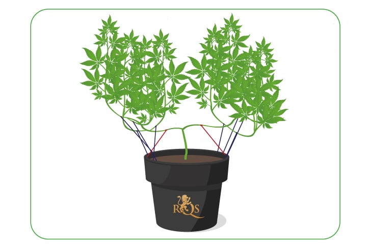 A cannabis plant being topped and mainlined, illustrating the technique of focusing energy on a few main colas to maximize bud growth, while also showcasing the lollipopping method.