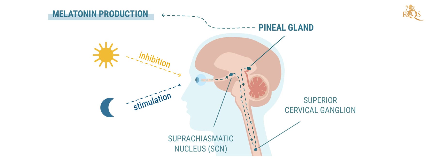 Melatonin Production Melatonin Production