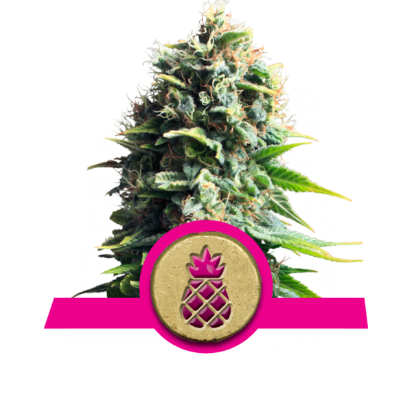 pineapple kush royal queen seeds