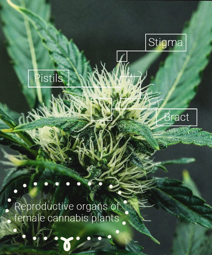 The Importance Of Pistils To Cannabis Growers