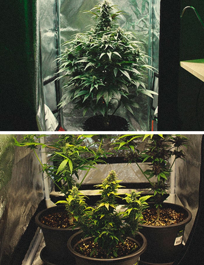 Understanding the Basics of Micro Growing