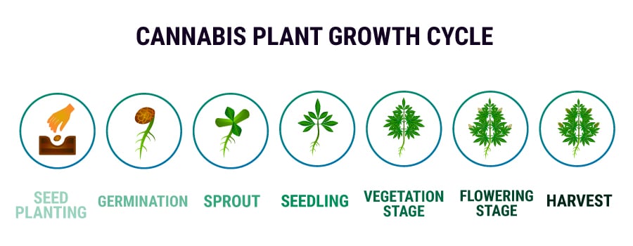 Cannabis Plant Growing