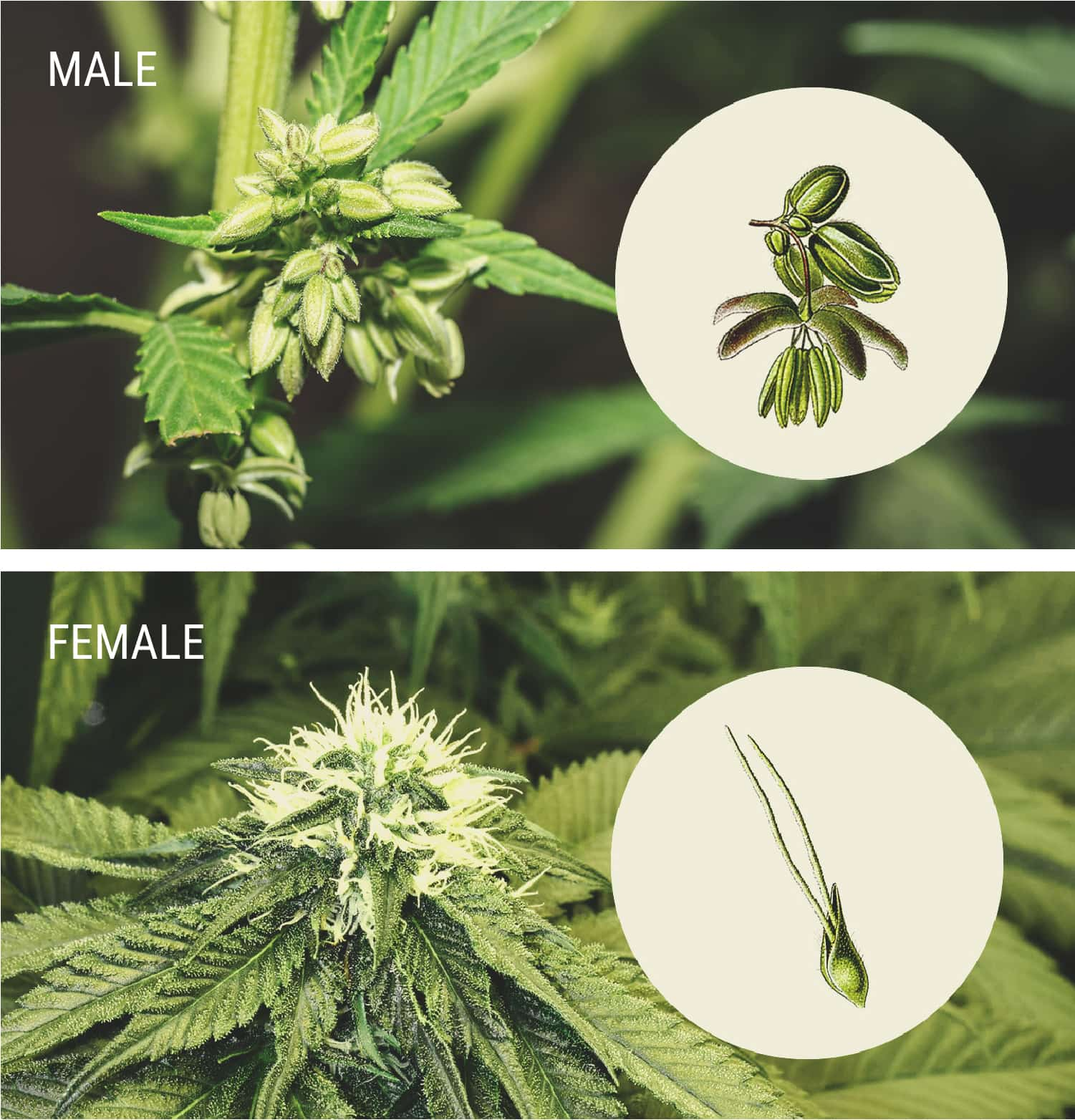 How To Spot Male Cannabis Plants