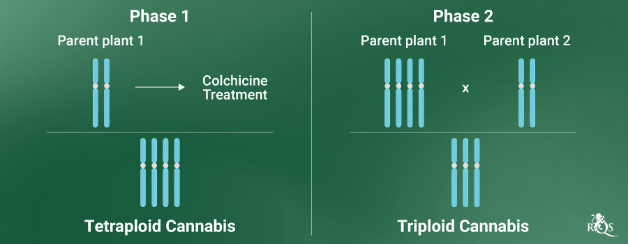 Polyploid Cannabis