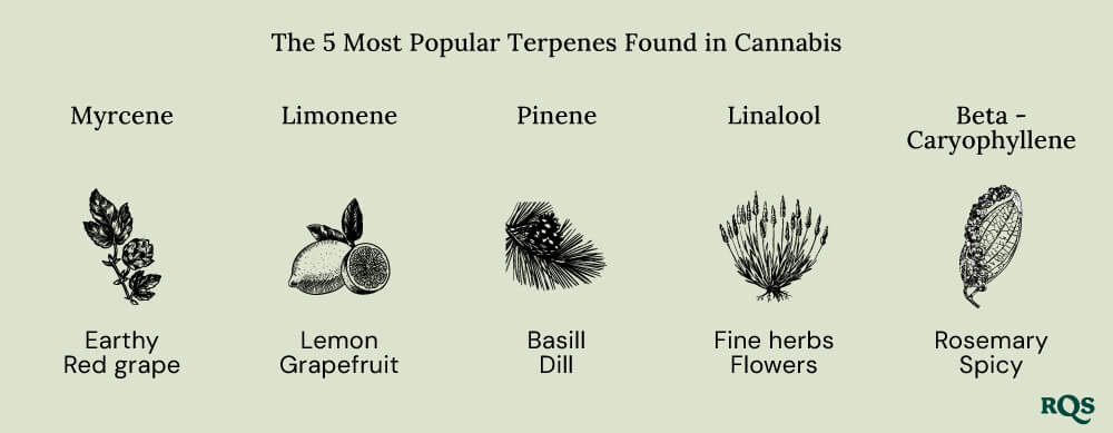 Popular terpenes cannabis