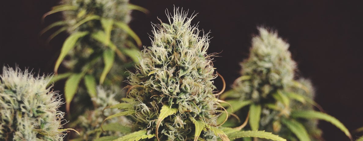 What Traits Do Breeders Look For? What Traits Do Breeders Look For?
