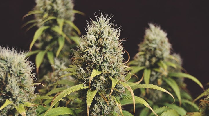 What Traits Do Breeders Look For? What Traits Do Breeders Look For?