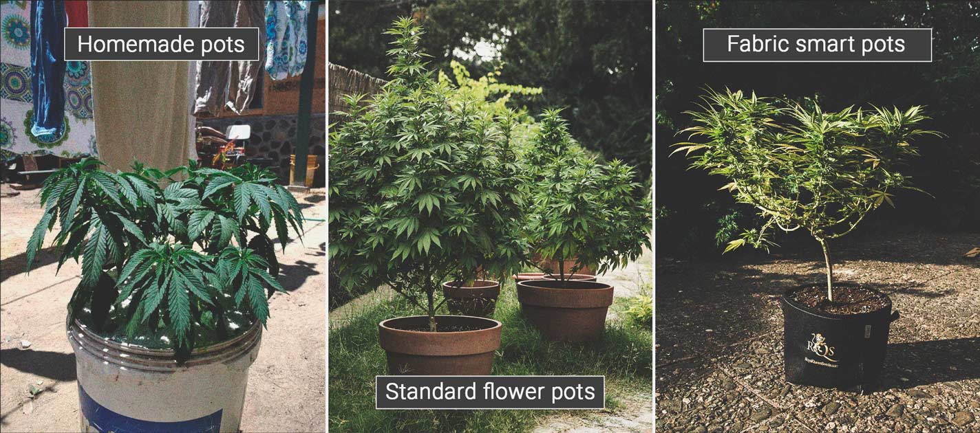 Growing marijuana in plant pots- Alchimia Grow Shop