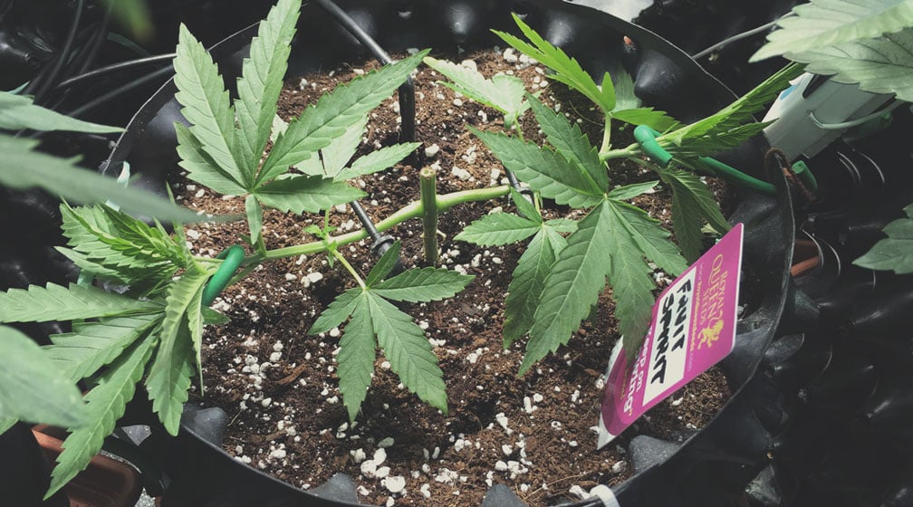 Pre-Flowering Topping Pre-Flowering Topping