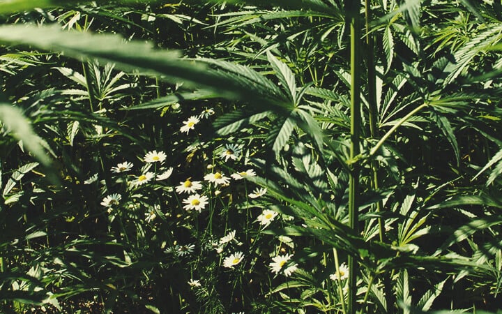 Companion Crops Companion Crops