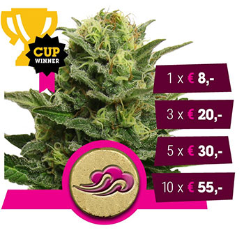 Blue Mystic Feminized