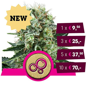 Bubble Kush Feminized