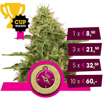 Northern Light Feminized