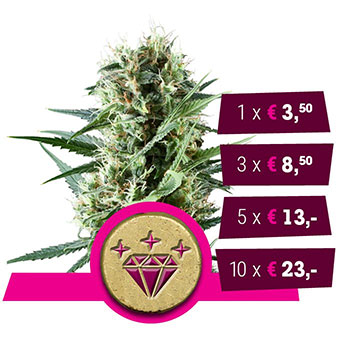 Special Kush 1 Feminized