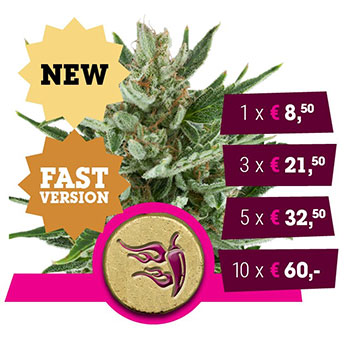 Speedy Chile (Fast Flowering)