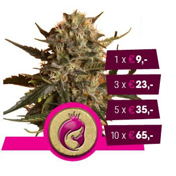 Royal Madre Feminized
