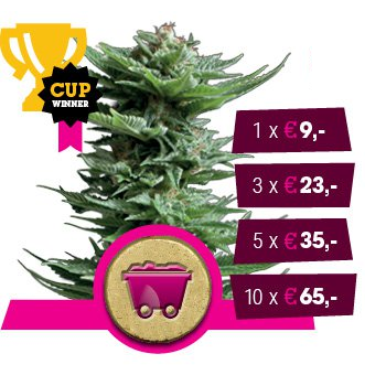 Shining Silver Haze Feminized