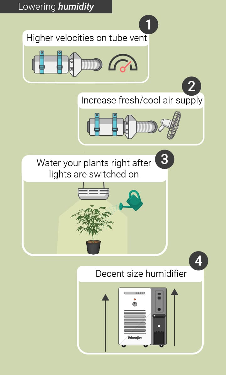 HUMIDITY LEVELS AND TEMPERATURES: FROM SEEDLING TO HARVEST