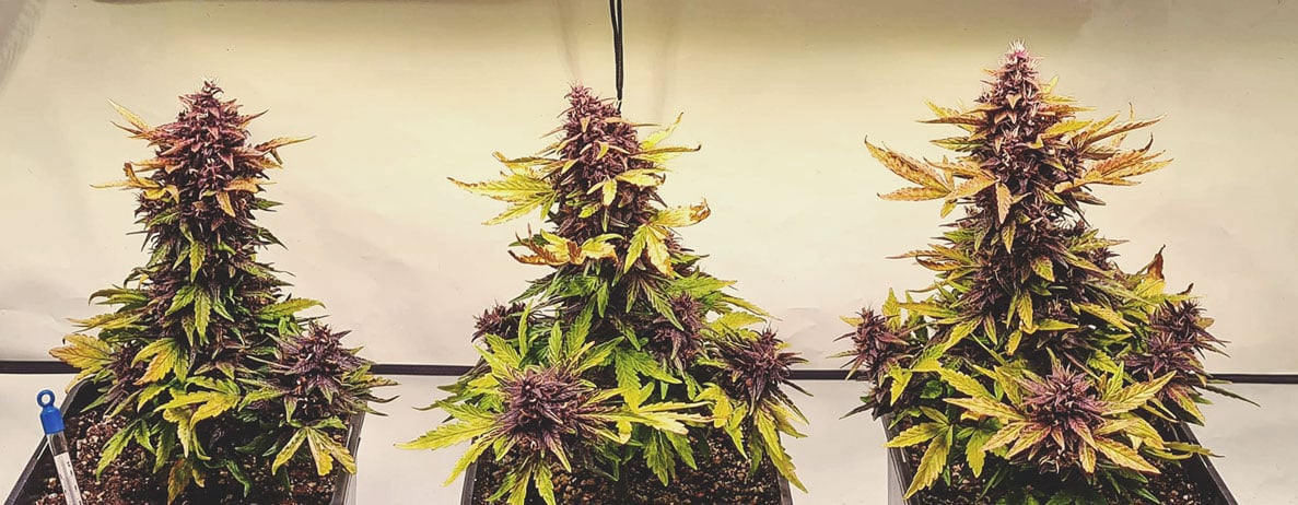 What Cannabis Colours Are There? What Cannabis Colours Are There?