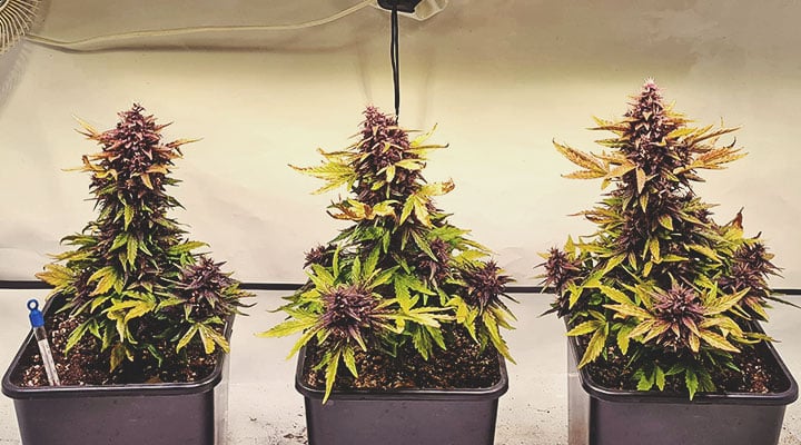 What Cannabis Colours Are There? What Cannabis Colours Are There?