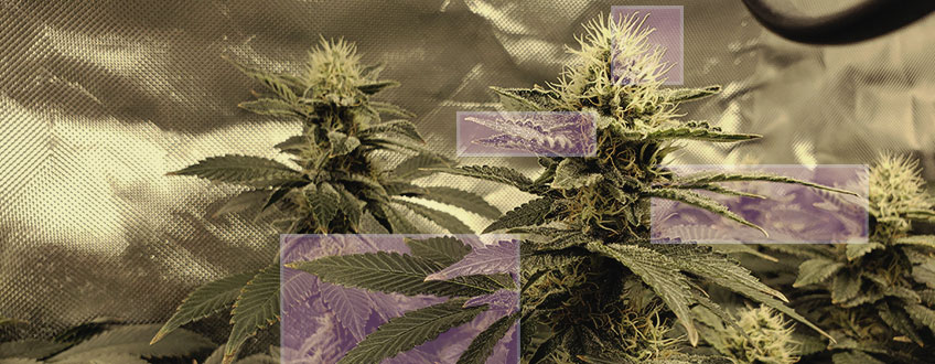 What Causes Cannabis To Turn Purple?