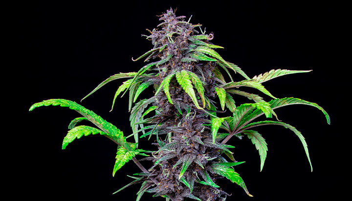 Purple cannabis