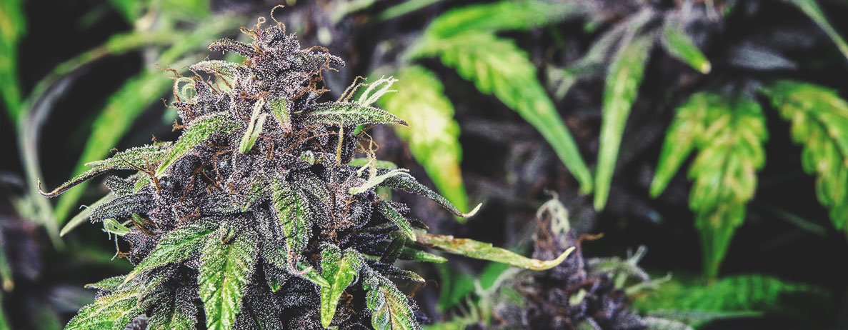 Quick Example: Purple Strains Quick Example: Purple Strains