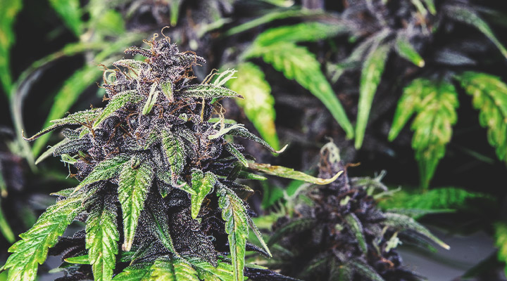 Quick Example: Purple Strains Quick Example: Purple Strains