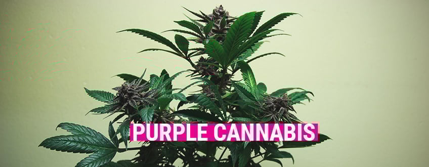 Purple Cannabis Purple Cannabis