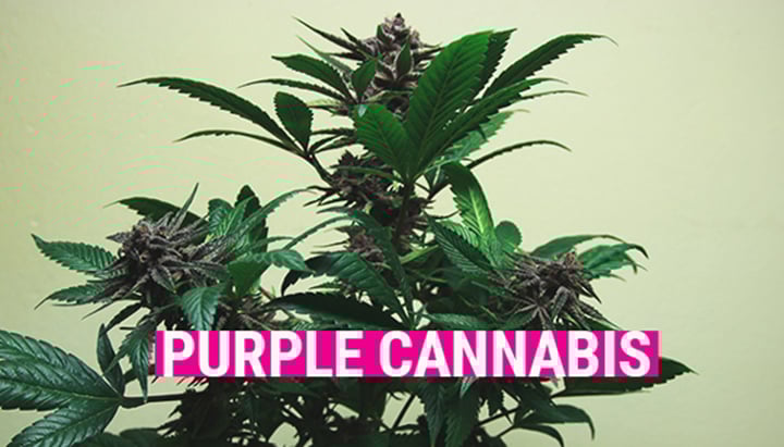 Purple Cannabis Purple Cannabis