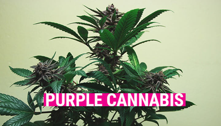 Purple Cannabis