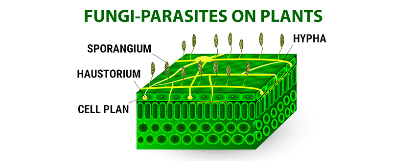 WHAT IS PYTHIUM, AKA ROOT ROT?